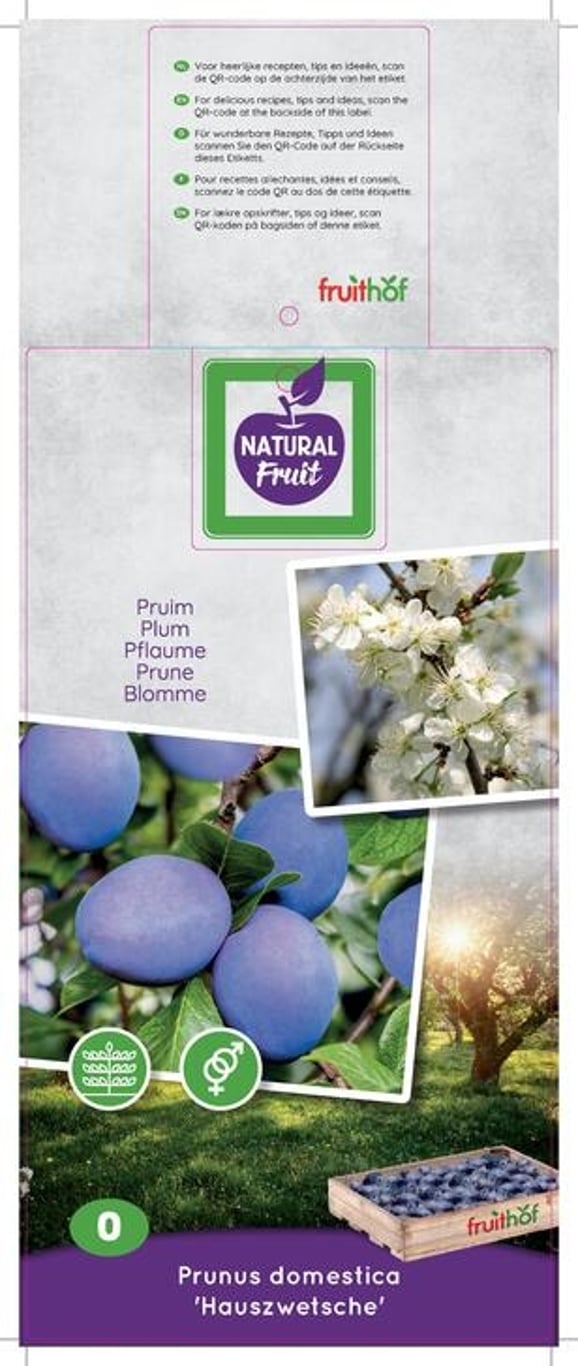 Prunus d. 'Hauszwetsche' - C7.5 150 CM Espalier